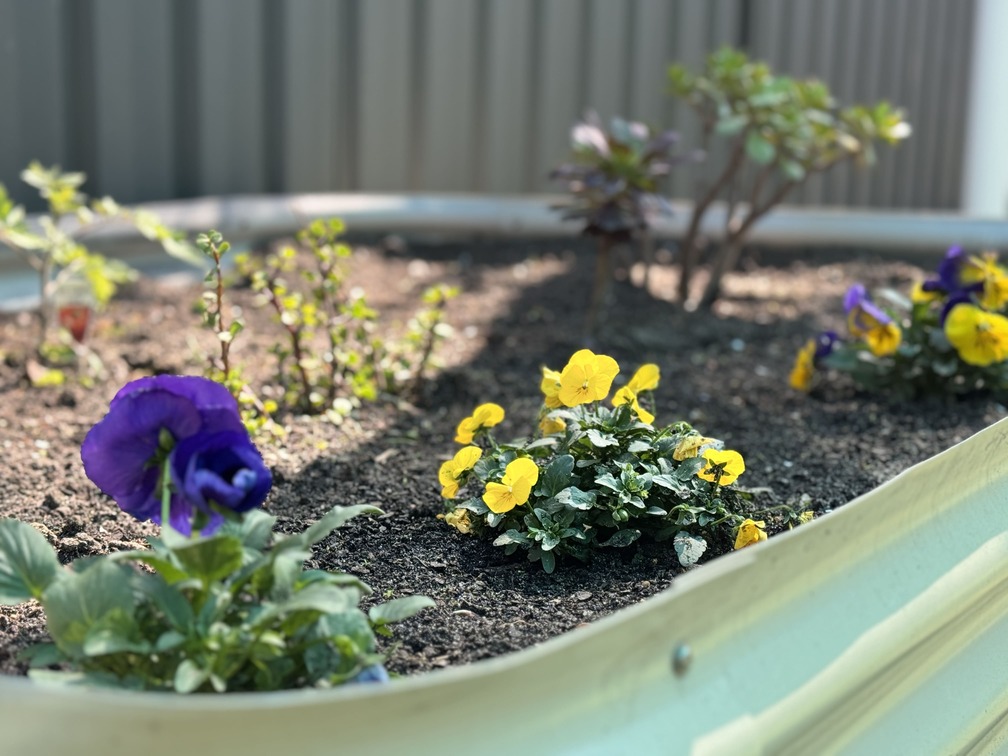 Outdoor garden with yellow and purple flowers